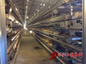 怒江晨晨农业开发投入项目资金2650万元建蛋鸡养殖厂